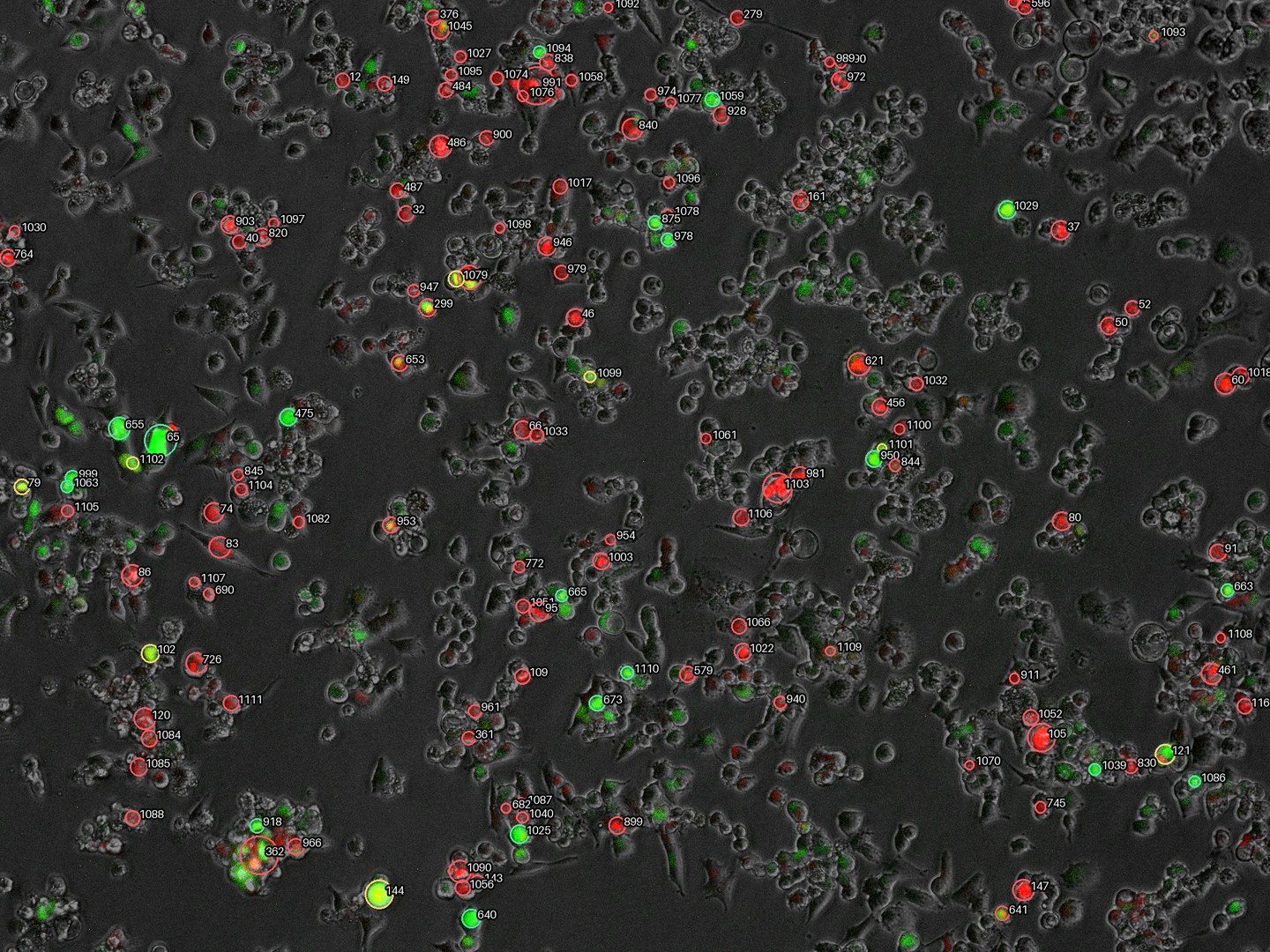 All provisional cell tracks identified at frame 271